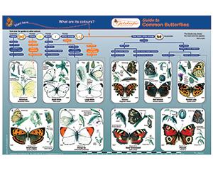 ID Key, Butterflies