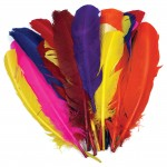 Feathers, Quills, Pack of 25abc